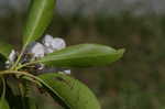 Mountain laurel